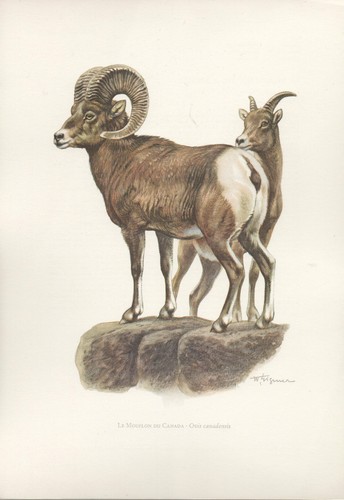 Mouflon canada gravure - mouflon, canada,
