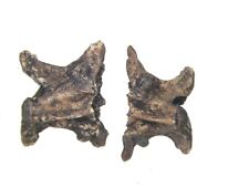 Pleistocene ice age Elaphe fossil rat snake vertebra Florida river gravels