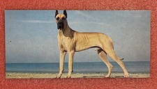 Nestlé WONDERS OF THE WORLD Card #94 LE DOGUE GERMAN or GREAT DANE Picture