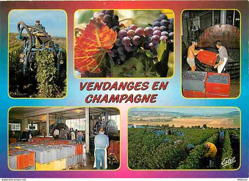 Carte postale vignes - -,