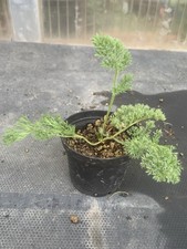 PÉLARGONIUM TRISTE POT7CM