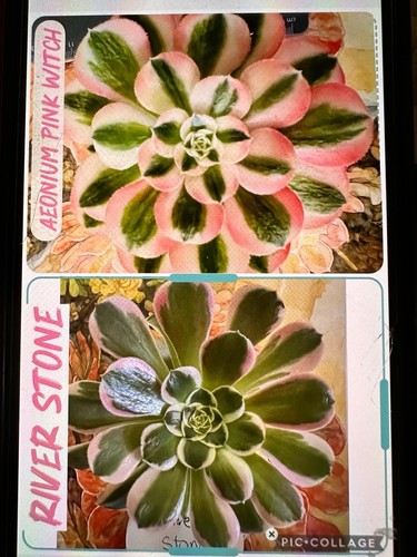 Aeonium pink witch - ,