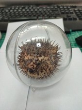 Petit Poisson Globe Diodon Naturalisé Poisson Lune Taxidermie Cabinet Curiosité