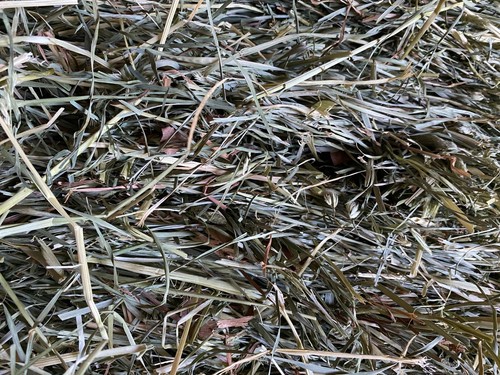 Lbs orchard grass hay - orchard,