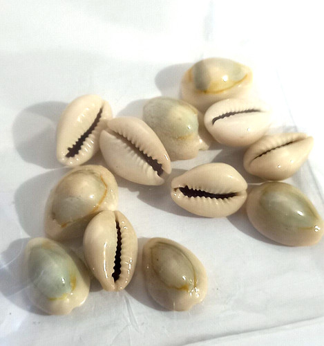 Lot coquillages cauris - 12,