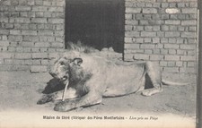 CP MISSION DU SHIRE AFRICA DES PERES MONTFORTAINS LION TRAPPED - 80564