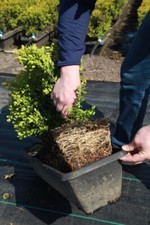 Buxus x 'Green Mountain' - Green Mountain Boxwood MiniHedge *Live Plant