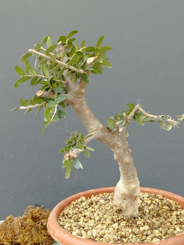 Bonsaï olivier robuste x - robuste, 21
