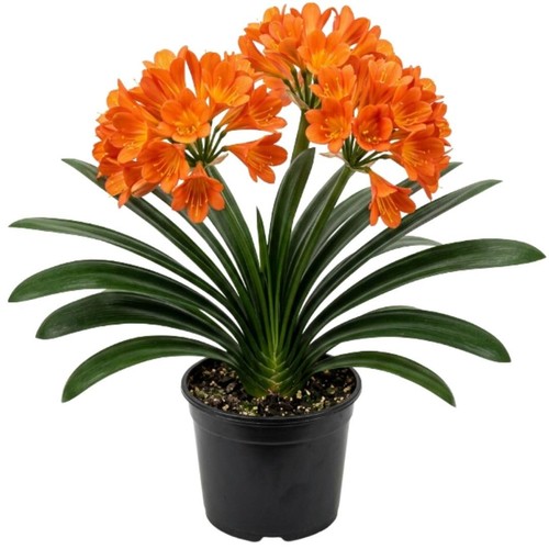 Orange live clivia plant - plant,, 6-8
