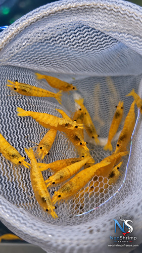Neocaridina golden - neocaridina,