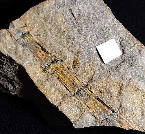 Rare fossile plante