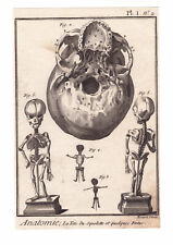 Gravure XVIIIe Squelette Anatomie Anatomy Skeleton Foetus Fetus 1779