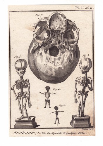 Gravure xviiie squelette - gravure,