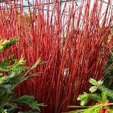 10 Red Twig Dogwood Shrub