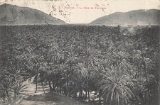 figuig The Mother of the Palm.  26981