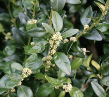 Buxus sempervirens 160-200cm |