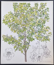 Botanique Catalpa de