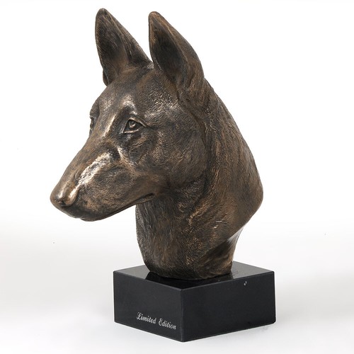 Malinois chien berger belge - chien,