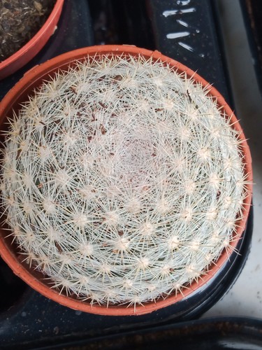 Cactus mammillaria candida - cactus,