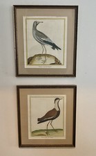 Pair Antique Francois Nicolas Martinet Bird Prints Hand Colored Framed W/ Mats