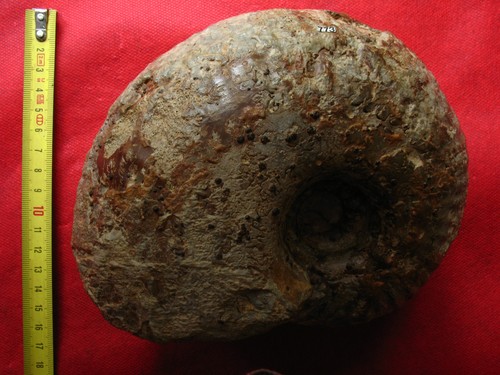 Ammonite oxfordien - ammonite,