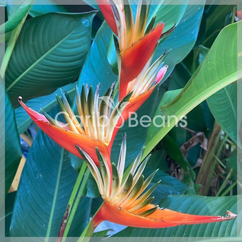 Plant balisier tropic - plant,