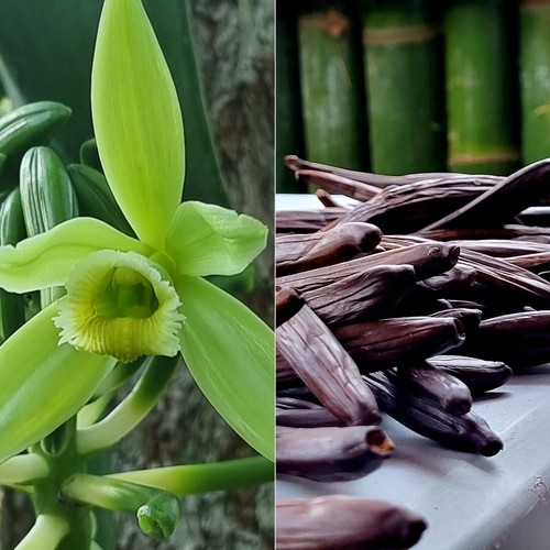 Vanille papantla - de,