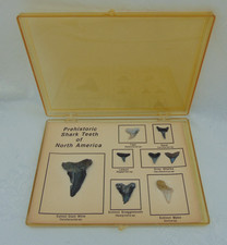 Prehistoric Shark Teeth of North America - Educational Display Set in case