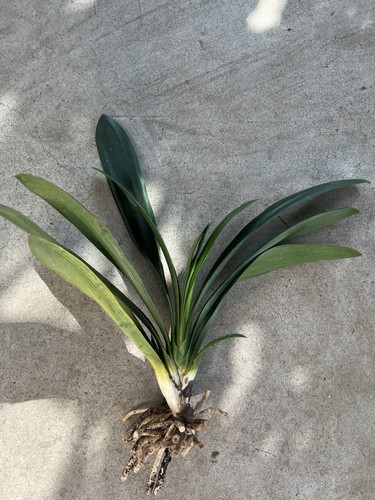 Clivia miniata bush - bush, lily
