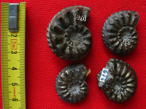 Lot ammonites du - lot,