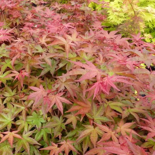Acer palmatum beni - palmatum,