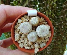 4PCS 1CM EPITHELANTHA