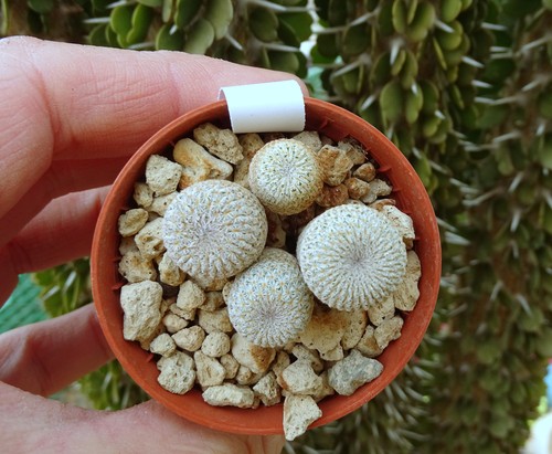 4pcs 1cm epithelantha - 1cm,