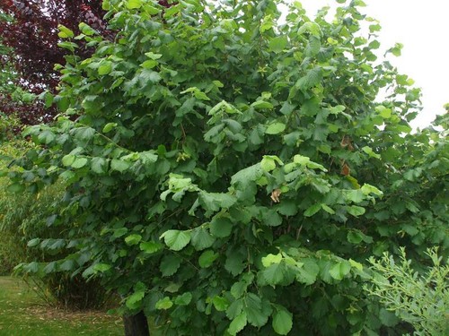 Noisetier commun corylus - noisetier,