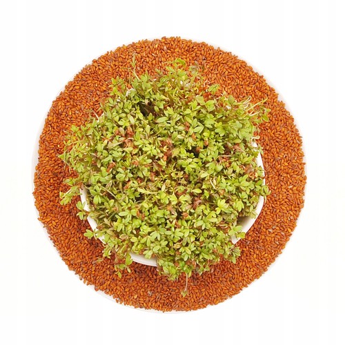 Cresson graines pour germoir - graines,