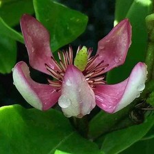 Michelia figo 'Coco' - Arbuste