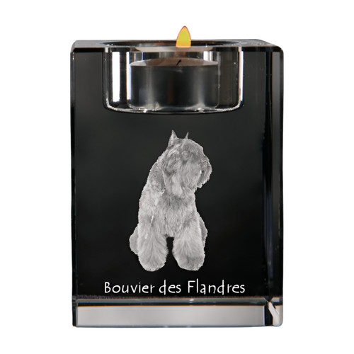 Chien flandre bouvier des - bouvier,
