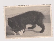 Vintage 1950s Coxide Kitten in One Hand Photo ?️