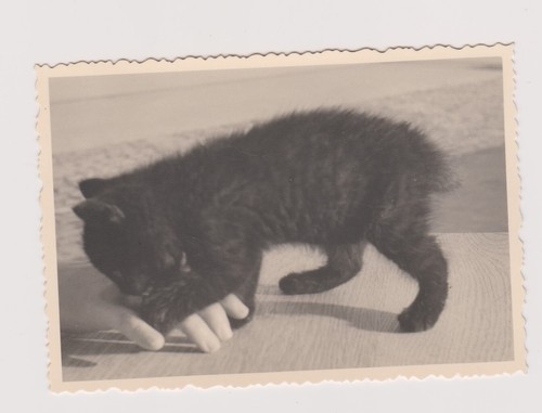 Photo ancienne chaton - ancienne,