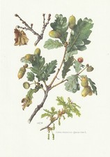 Board 33 Natural History Flora 2: Pedunculated Oak