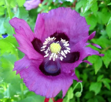 25 graines PAVOT PERSIAN BLUE