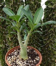 ADENIUM ARABICUM  cactus
