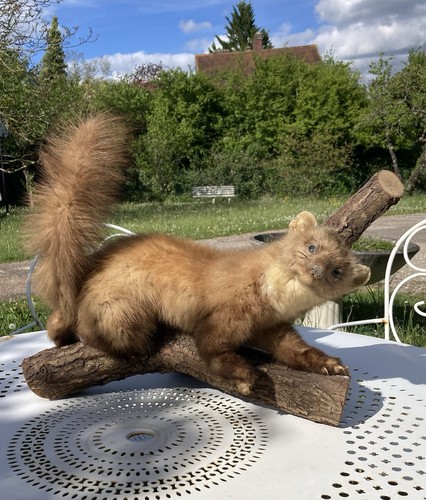 Taxidermie fouine sur branche - fouine,