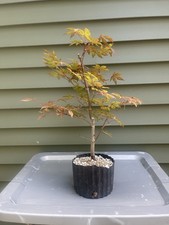 Japanese Maple Pre-Bonsai  1 Gallon Nursery ￼bonsai ￼ Japanese Maple Bonsai Tree