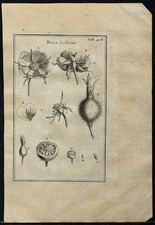 1719 - Rose et fruit du Rosier