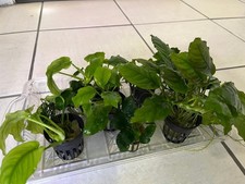 8 Anubias (different sizes) live freshwater aquarium plants