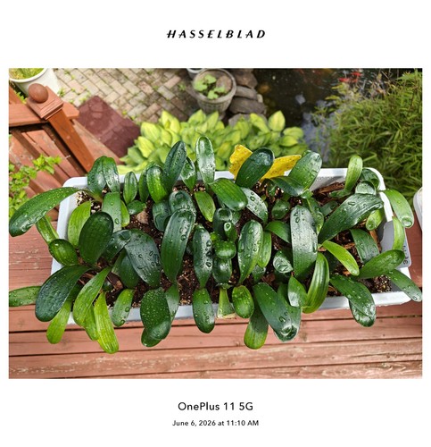 Clivia seedlings 3 - seedlings, (3