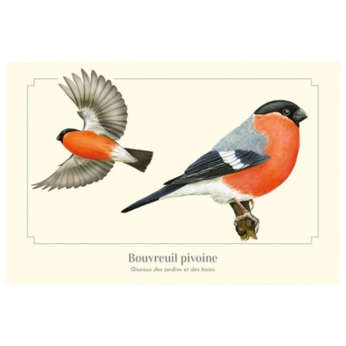 Bouvreuil pivoine carte - bouvreuil,