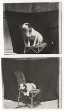 photo 2 prints anonymous 1930 chien smiling on wicker chair - dog snapshot