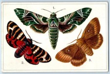 c1910's Europe Butterflies And Moth Tuck Embossed Posted Antique Postcard